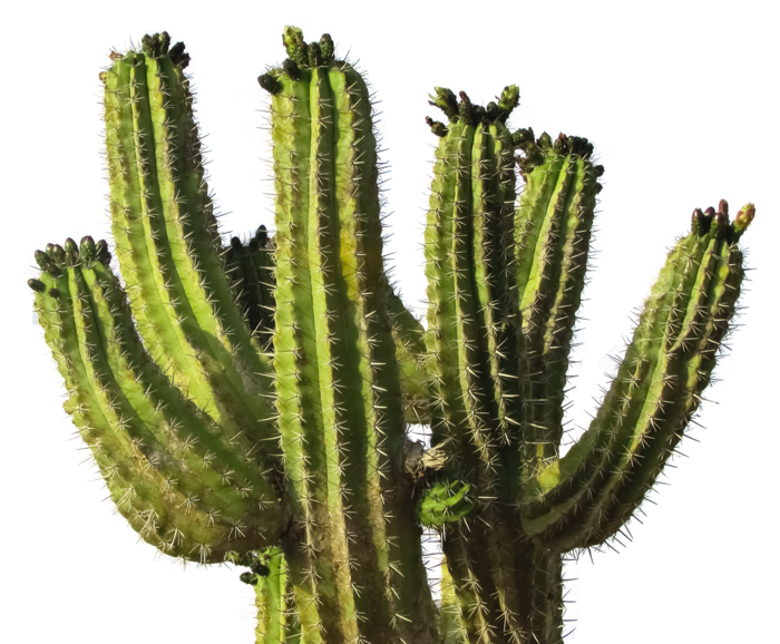 仙人掌植物绿色