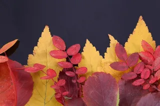 火红枫叶图片枯黄