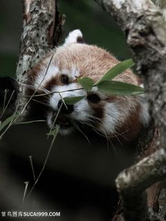 正在吃竹叶的可爱小浣熊