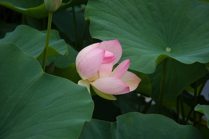 夏日荷塘风景图片