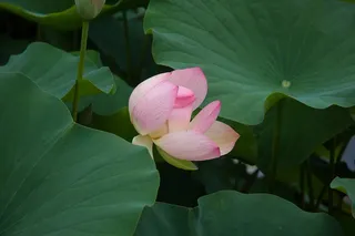 夏日荷塘风景图片
