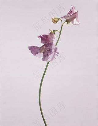 鲜花素材图片