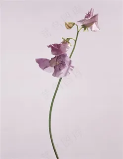 鲜花素材图片 鲜花素材图片