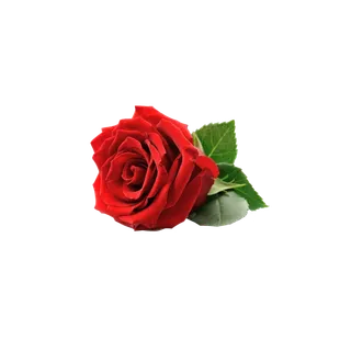 鲜花玫瑰免扣素材