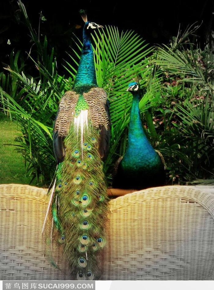 站在藤椅上的孔雀