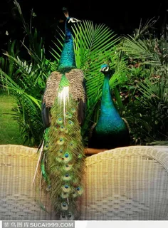 站在藤椅上的孔雀
