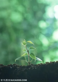 从泥土里长出的藤条植物特写 从泥土里长出的藤条植物特写