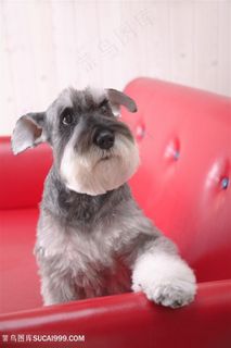 沙发上雪纳瑞高清狗狗图片