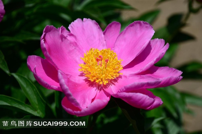 傲然怒放的红色鲜花图片