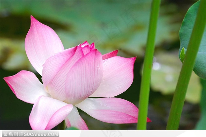 开的正艳的荷花