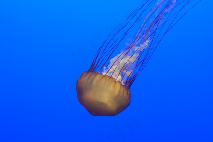 观赏水族馆海蜇图片