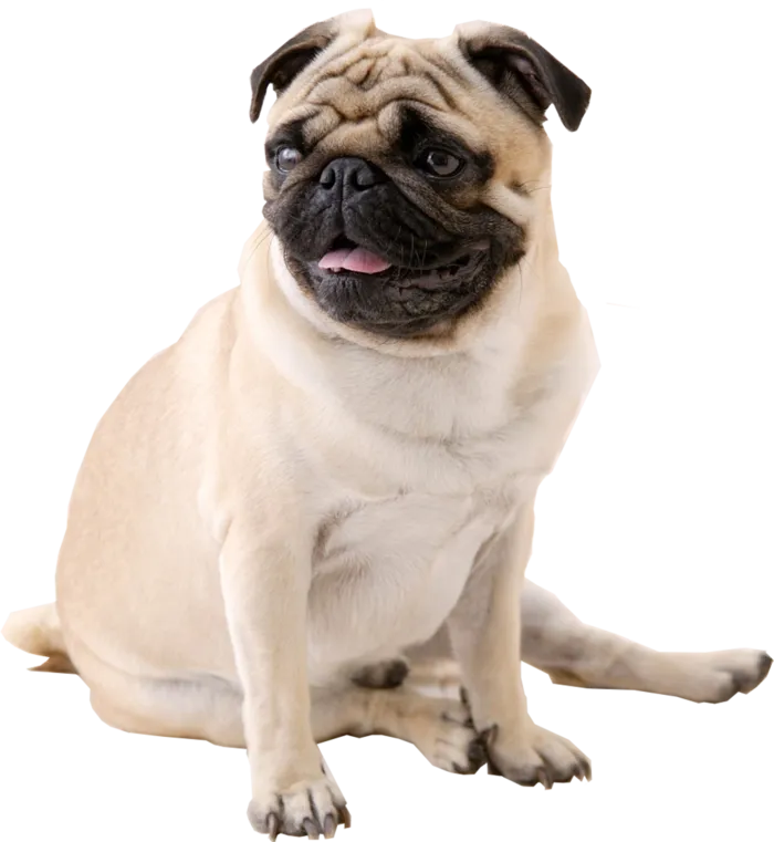 八哥犬动物