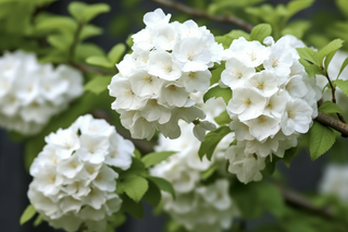 枝条开满了白花花朵细节摄影图