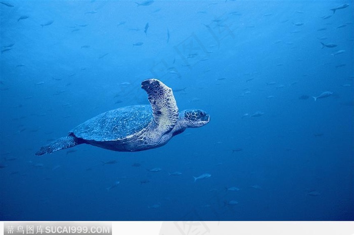 海中游泳的海龟图片