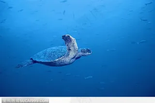 海中游泳的海龟图片