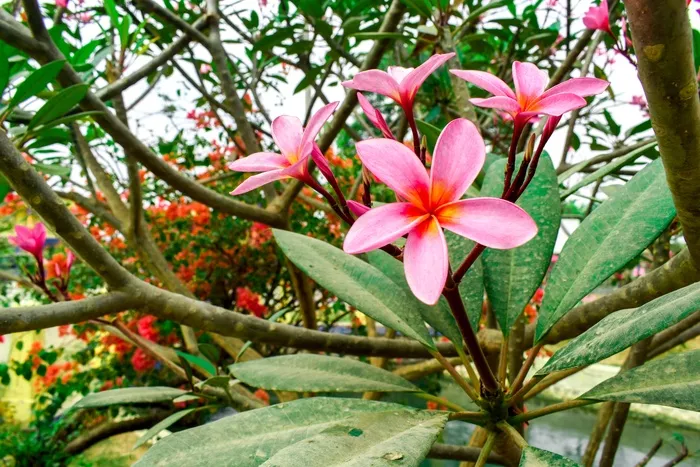 红色鸡蛋花开花图片 红色鸡蛋花开花图片