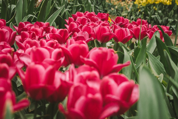 大红色郁金香图片