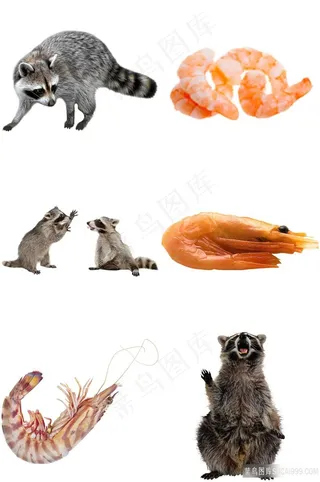 浣熊和虾免抠素材