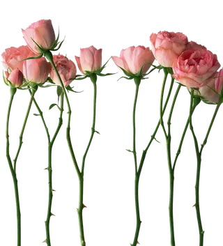 免抠粉色玫瑰花朵素材