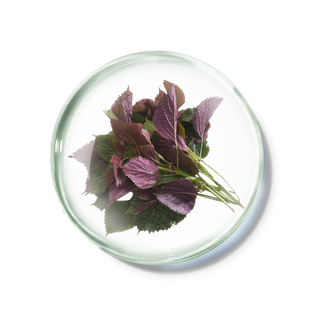 化妆品产品成分—紫苏 免抠图