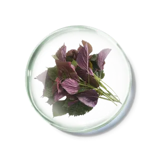 化妆品产品成分—紫苏 免抠图