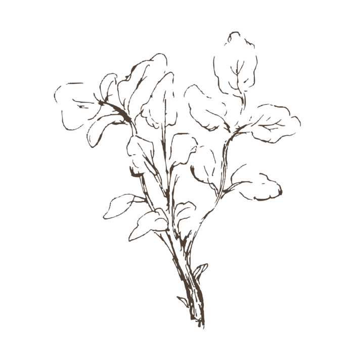 线条草本花卉手绘植物-水芹菜