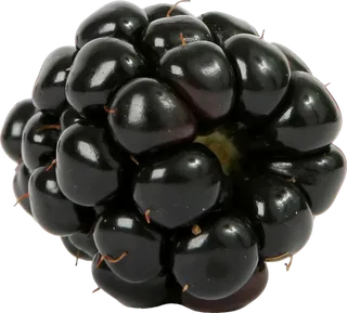 黑莓免抠素材 (20)