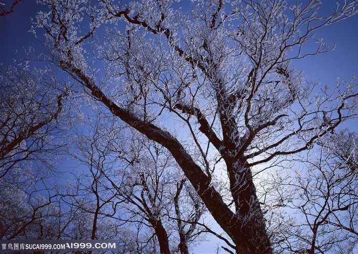 树林树木-树林中的树枝挂着冰雪