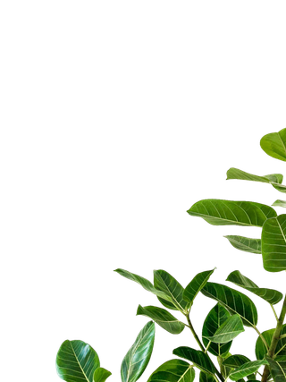 树木树枝树叶免扣素材