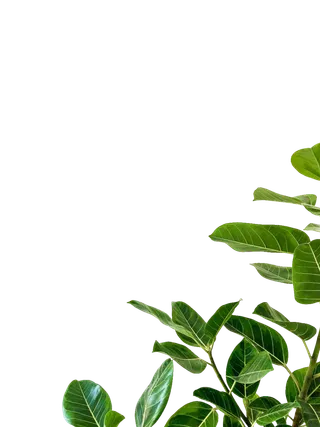 树木树枝树叶免扣素材