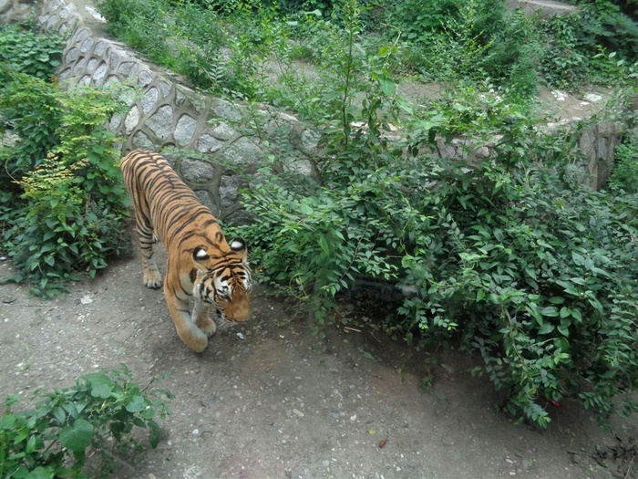 猫科动物东北虎