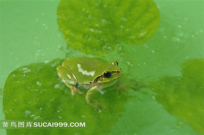 荷叶上的小青蛙摄影图片