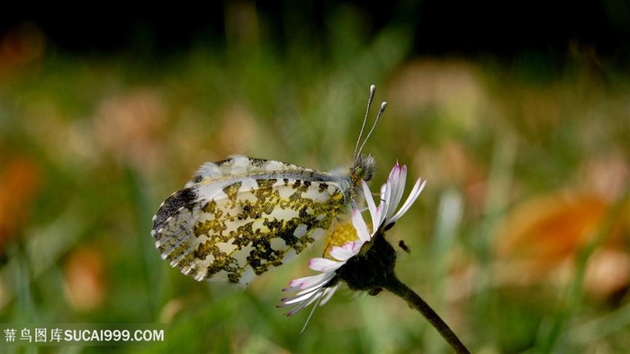 唯美蝶恋花壁纸