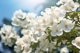 白色的花朵近景聚焦拍摄摄影图