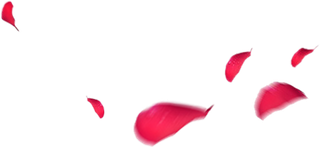 花瓣飘飞情人节