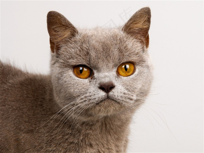胖嘟嘟的小猫咪素材