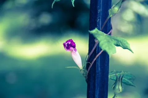 牵牛花唯美图片 牵牛花唯美图片