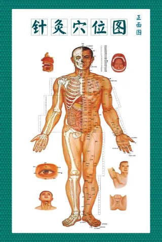 针灸穴位图图片