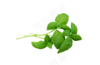 手绘草本中药药材