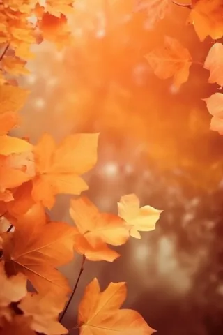 金黄色落叶秋季傍晚背景