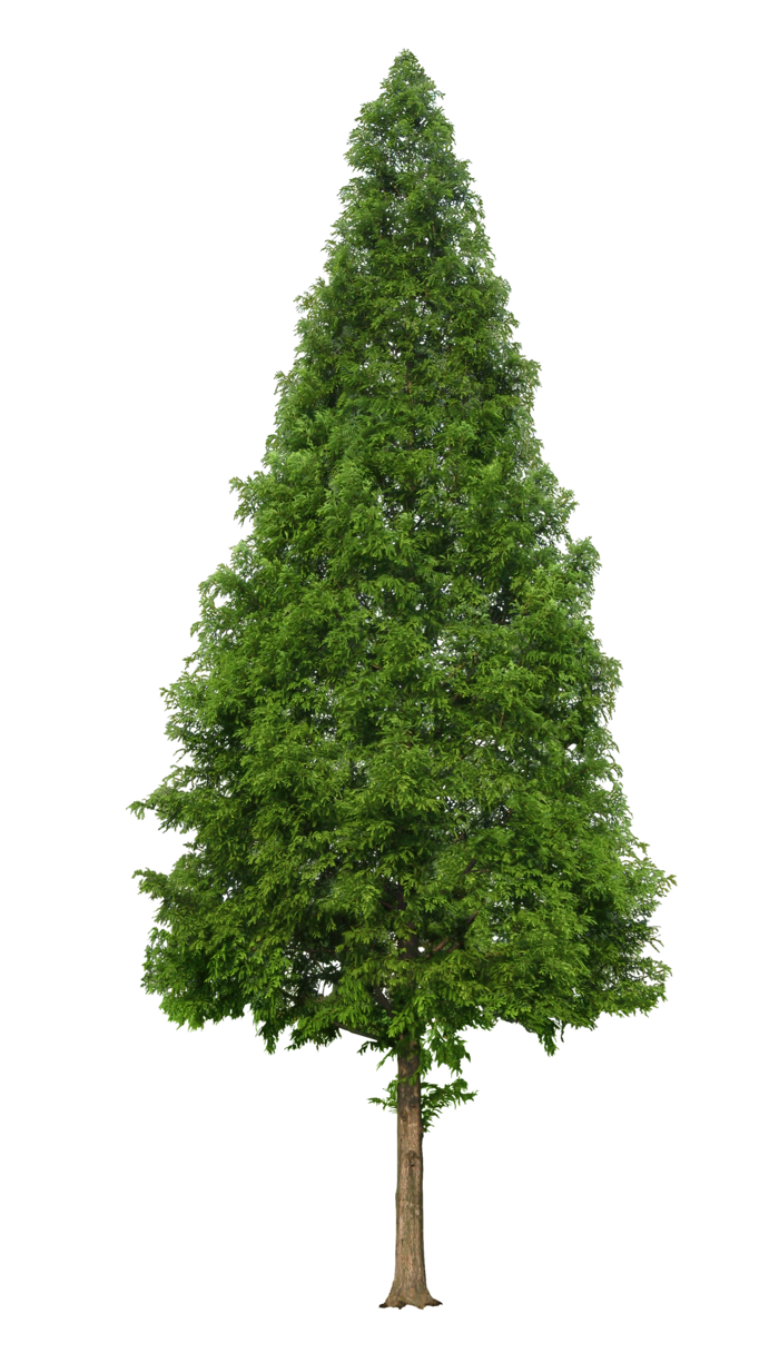植物类免抠图素材 