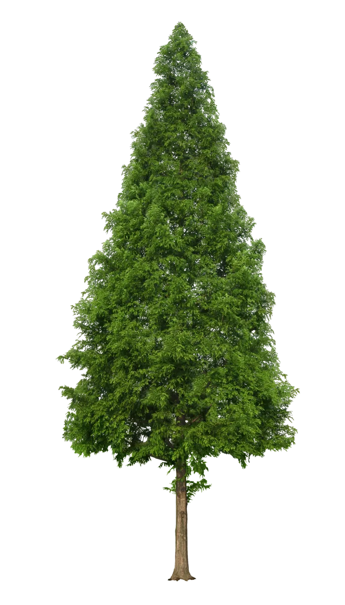 植物类免抠图素材 