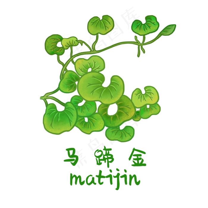 手绘草本中药药材马蹄金