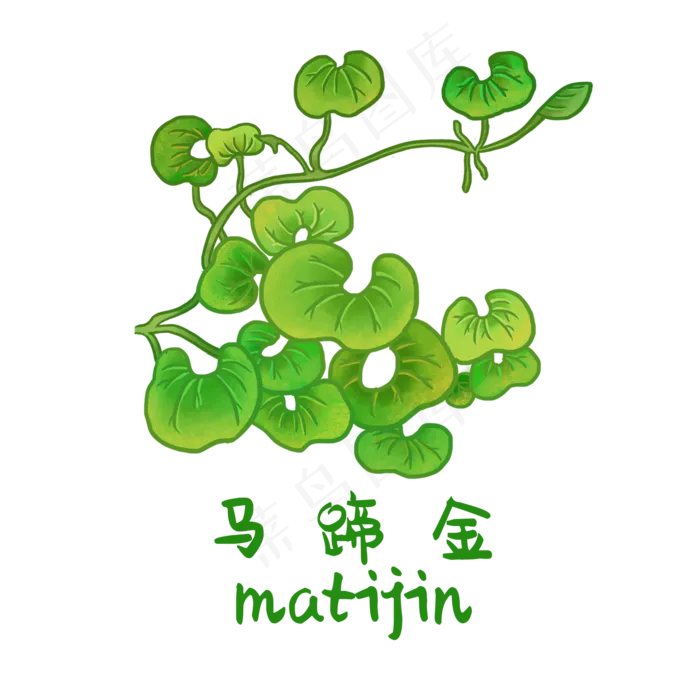 手绘草本中药药材马蹄金
