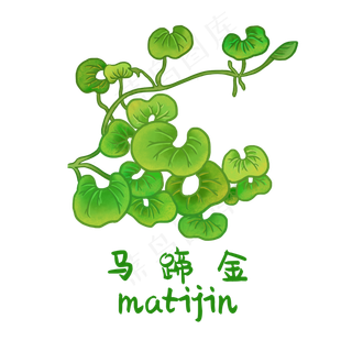 手绘草本中药药材马蹄金