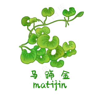手绘草本中药药材马蹄金