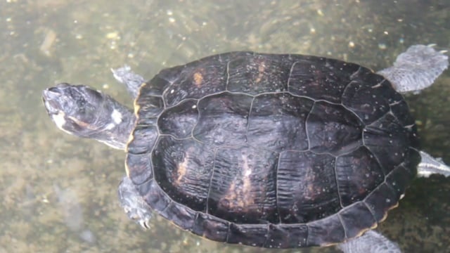 龟, 游泳, 热带, 动物, 水, 爬虫, 自然