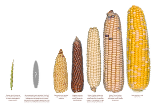 现代农业玉米 (2)