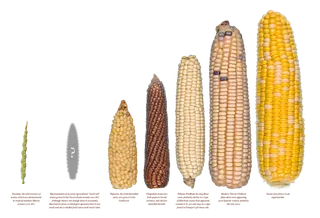 现代农业玉米 (2)