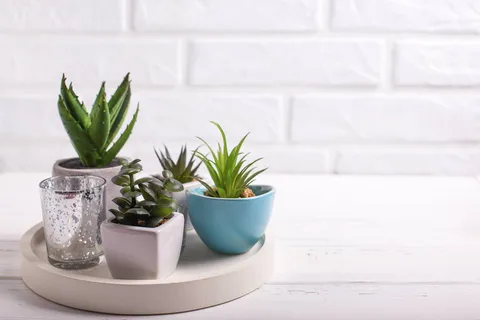 北欧简约绿植盆栽场景(4) 北欧简约绿植盆栽场景(4)